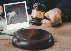 ¿Por qué un juez dejó libre al sospechoso de envenenar gatos en el sur de Guayaquil?