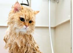 ¿Cada cuánto tiempo se debe bañar a un gato? Mitos y realidades sobre la higiene felina