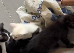 Indignación en Guayaquil: encuentran gatos abandonados en el baño del Terminal Terrestre