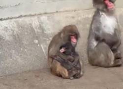 Punch recibió su primer abrazo y está comenzando a integrarse a la manada de macacos