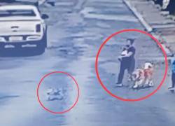 Investigan ataque a perro en Santo Domingo de los Tsáchilas: mascota fallece y familia denuncia agresión