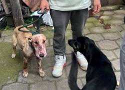 Quito: multa de USD 5.000 por caso de maltrato que terminó con la muerte de un perro