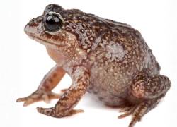 Foto de la rana Lynchius romolerouxae, publicada en X por el académico de PUCE y PhD en biología evolutiva, Santiago Ron. Se trata de una nueva especie descubierta en Ecuador.