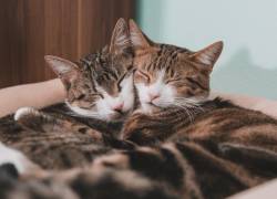 Jornada de adopción felina en Guayaquil: buscan hogar para gatos rescatados
