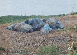 Los cadáveres fueron hallados dentro de sacos de yute y con un panfleto de advertencia.