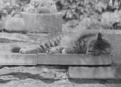 Guayaquil: Proanimal investiga muerte de gatos en urbanización del norte de la ciudad