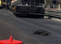 Esto es lo que se sabe de 'Brea', la perrita que quedó atrapada en la brea en la Ruta Viva, Quito