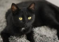 Un gato negro con ojos amarillos.