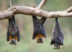 Los murciélagos frugívoros son los principales agentes contagiosos.