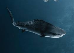 Fin, la tiburón tigre que no tiene aletas.