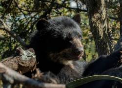 'Wiwa Quito': El histórico Zoológico de Guayllabamba se convierte en el primer parque refugio para animales silvestres en Ecuador