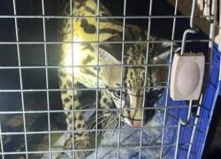 Desde tortugas hasta un ocelote: así fue el rescate de 13 animales silvestres en Manabí