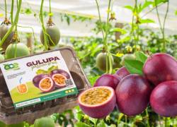 La mayor parte de la producción de gulupa de Ecuador se dirige al mercado internacional.