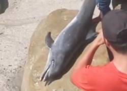 Delfín murió tras ser arrastrado y mutilado en la playa de Crucita durante el feriado