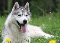 Caso histórico en México: un perro recibirá pensión alimenticia tras el divorcio de sus tutores
