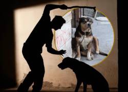 Quito: rescatan a perro que era víctima de golpes y encadenamiento