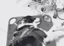 Horus, el perro que murió por estrés tras el uso de fuegos artificiales en Colombia