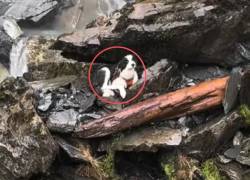 Molly, la border collie que sobrevivió siete días en una cascada tras la caída de su tutora