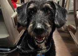 España: buscan a Boro, el perro que sobrevivió al accidente ferroviario de Adamuz