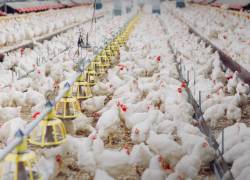 Granja de aves, en una foto referencial.