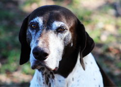 Ensayos clínicos prueban pastilla que extendería la vida de los perros