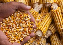 En un año normal, en Ecuador se cosecha alrededor de 250.000 toneladas métricas de maíz, entre septiembre y noviembre.
