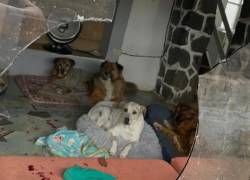Refugio de animales en Quito denuncia ataque que dejó varios perros heridos