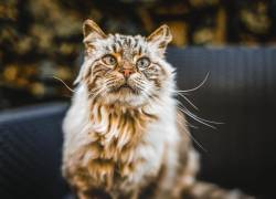 ¿Tu gato está envejeciendo? 10 señales clave que te ayudarán a detectarlo