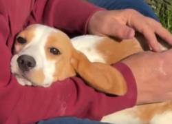 De las jaulas a un hogar: 1.500 beagles fueron rescatados de un centro de investigación en EE.UU.