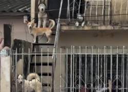 Rescatan a cuatro perros que permanecían en un balcón durante fuertes lluvias en Guayaquil