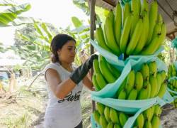 Este 15 de abril se conmemora el Día Internacional del Banano.