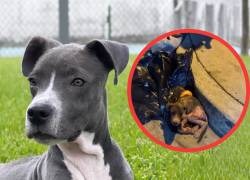 Rescatado de la basura a una nueva vida: la increíble transformación de Rómulo