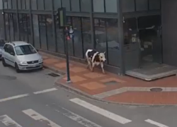 Una vaca desató el caos con humor en el centro de Loja tras ingresar a una oficina de telecomunicaciones.