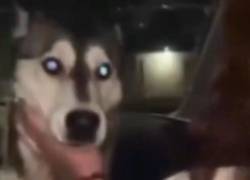 Indignación en México por caso de maltrato animal: forzaron a una perrita a beber alcohol