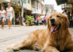Calor extremo en Guayaquil: ¿Cómo proteger a tu mascota de las altas temperaturas?