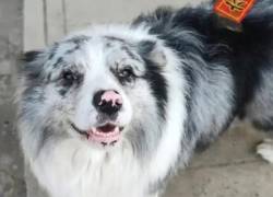 El trágico caso de Chutou, el border collie 'influencer' robado y vendido a un restaurante en China