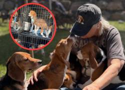 Cierra un criadero de beagles en Estados Unidos y más de 400 perros reciben una nueva oportunidad