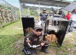 De los hipopótamos de Pablo Escobar a los jaguares del 'Gato Farfán': ¿por qué el narcotráfico colecciona fauna en peligro?