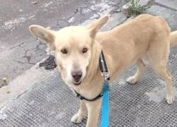 Encontró a un perro amarrado con una carta pidiendo ayuda en un parque de Quito: ahora busca un hogar para él
