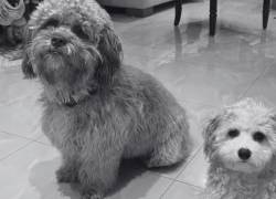 Guayaquil: presunto envenenamiento de perros en Puerto Azul preocupa a residentes