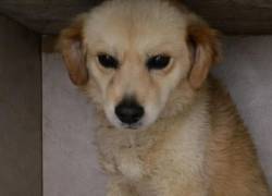 Messi lucha por su vida: perrito rescatado de maltrato en Quito necesita ayuda para cubrir sus gastos médicos