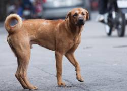 La mayoría de animales perdidos en Ecuador no vuelve a casa: una crisis silenciosa de la fauna urbana