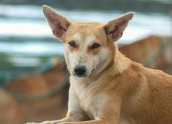 El 'perro caramelo': de las calles a ser reconocido como raza oficial