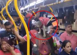 Explotación animal en la Metrovía: Municipio rescata a una gata en Guayaquil