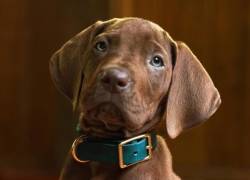 Por primera vez en la historia: Scooby-Doo será interpretado por un perro real en una nueva serie