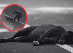 Conmoción en Antoquia, Colombia por muerte de un perro tras disparo policial