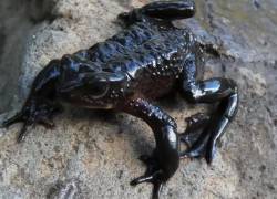 Jueza suspende construcción de carretera en Cotopaxi para salvar al sapo jambato de la extinción