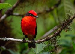 Conservación en Galápagos: registran un incremento histórico en la reproducción del pájaro brujo