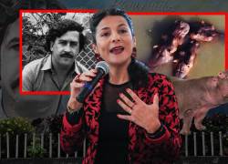 Colombia aplicará eutanasia a 80 hipopótamos de Pablo Escobar para frenar crisis ambiental