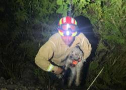Así fue el complicado rescate de un perro que cayó a un barranco en Guagualzhumi, Cuenca